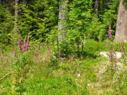 2023-06-24-Blindensee